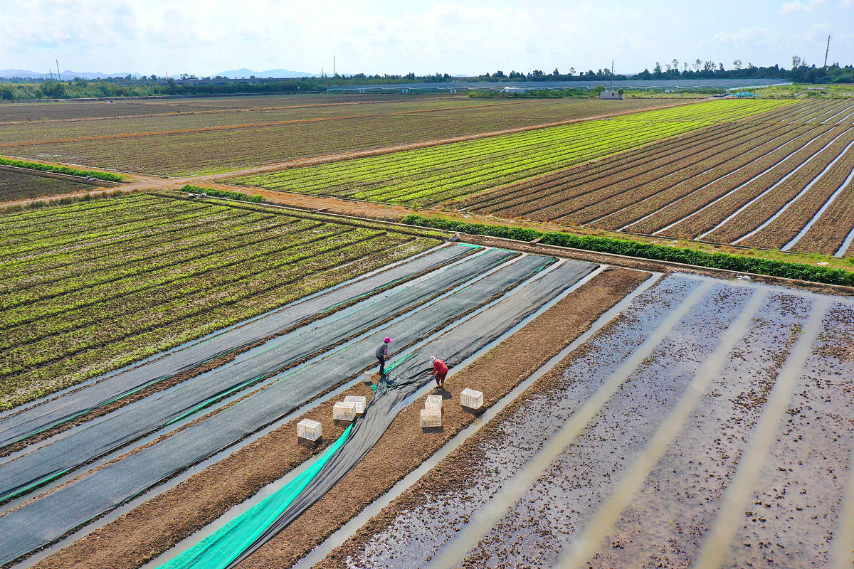 玉米青贮+肉牛养殖：打造乡村振兴产业融合新模式
