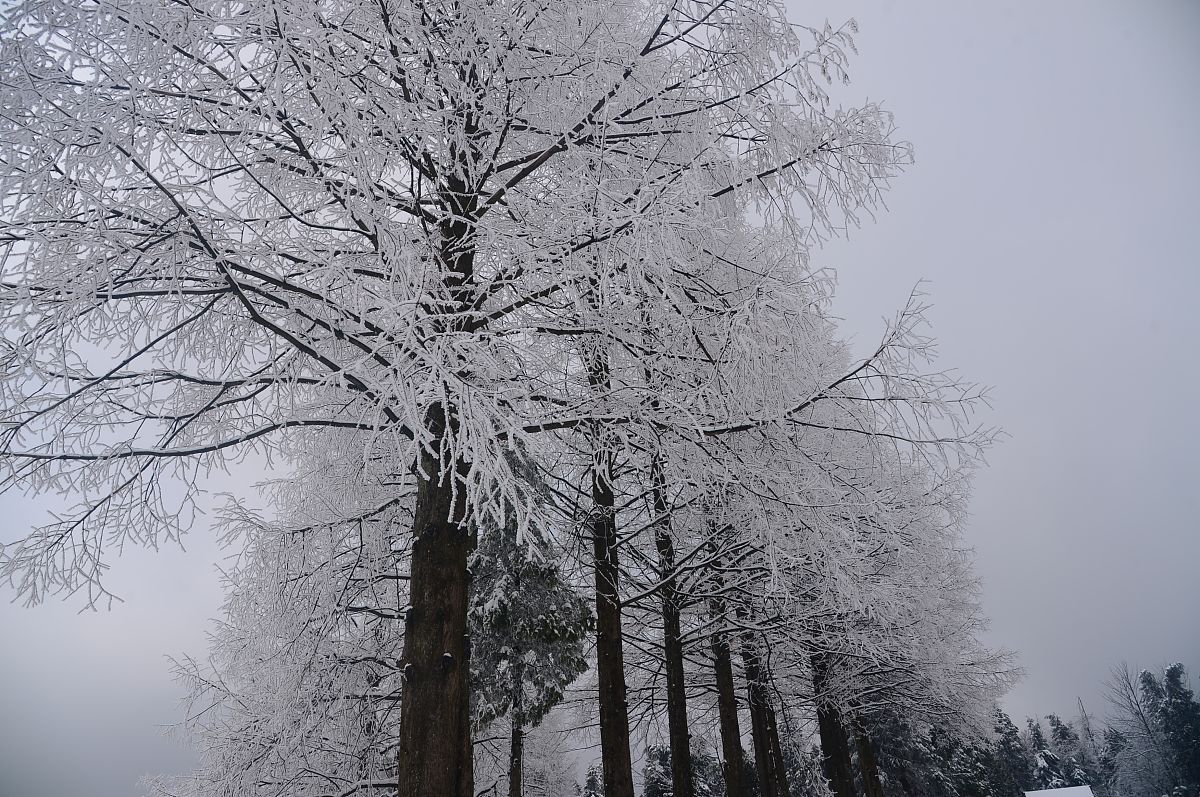 云南省林业学校现代林业技术专业2022年招生