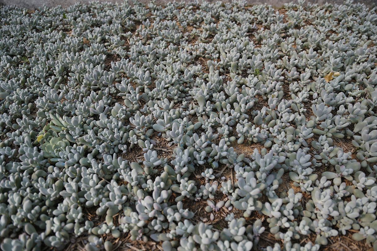 吉林省林蛙产业发展现状及前景：国内外文献综述