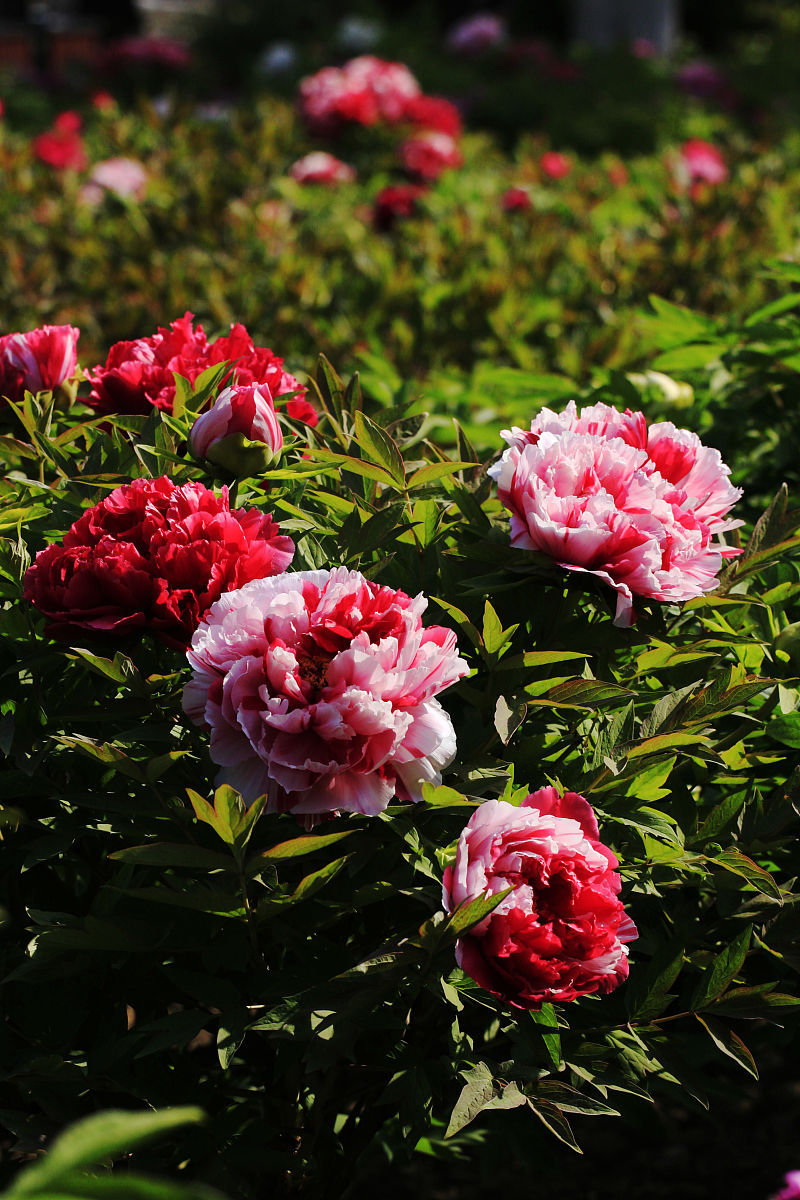 手机相册里的美丽牡丹：感受花香，领略文化内涵