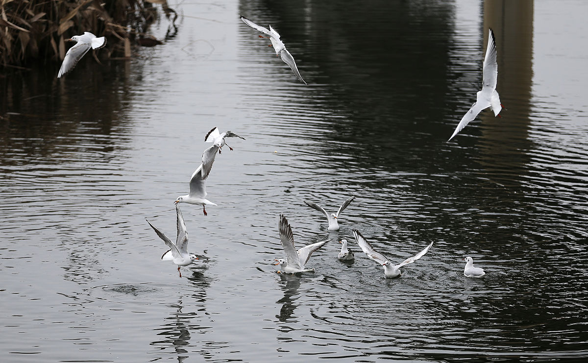 数量众多，遗失一个，用什么成语形容？
