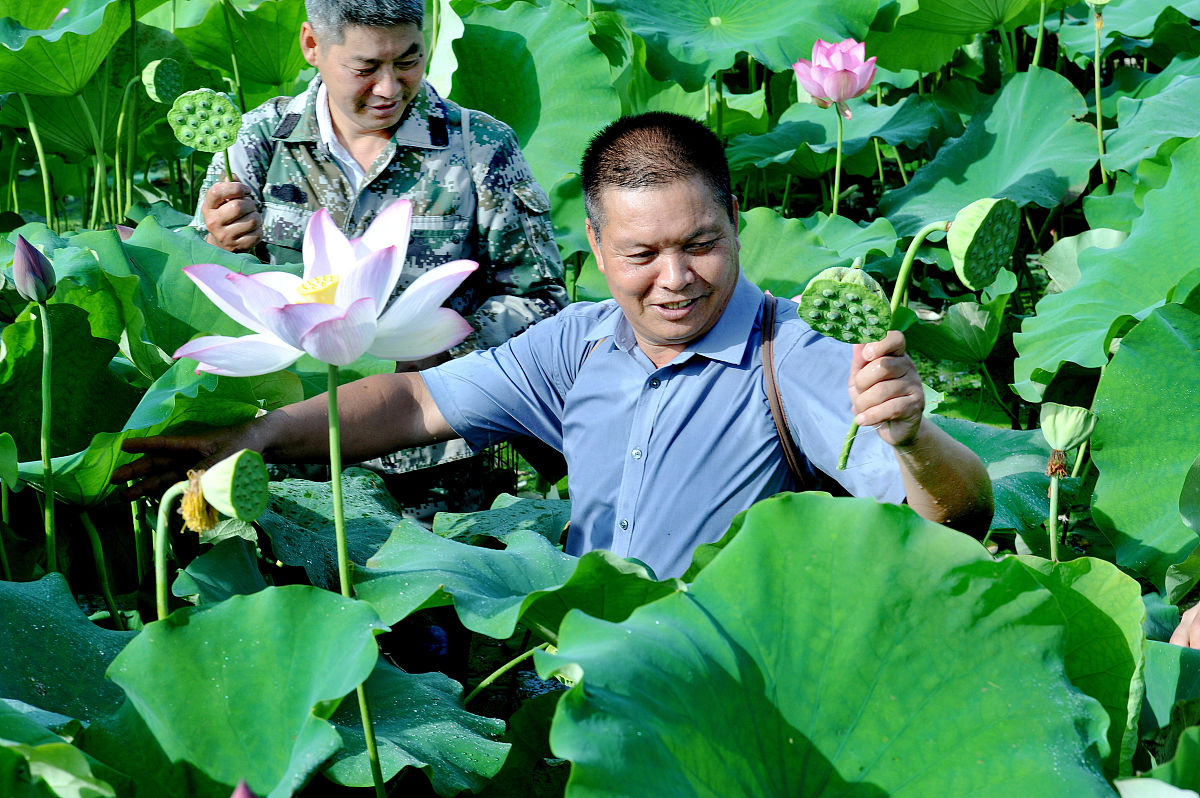 采荷诗：荷花之美，令人陶醉