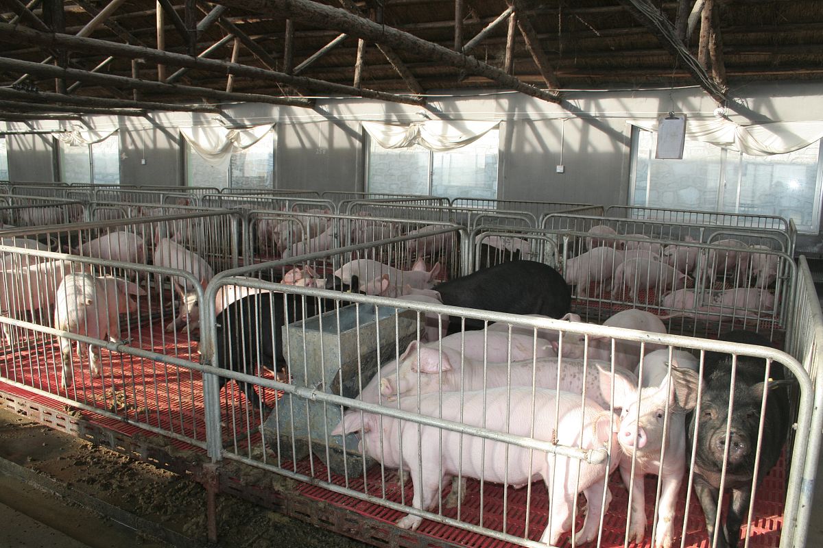 延安市生猪养殖规模发展问题分析：现状与对策