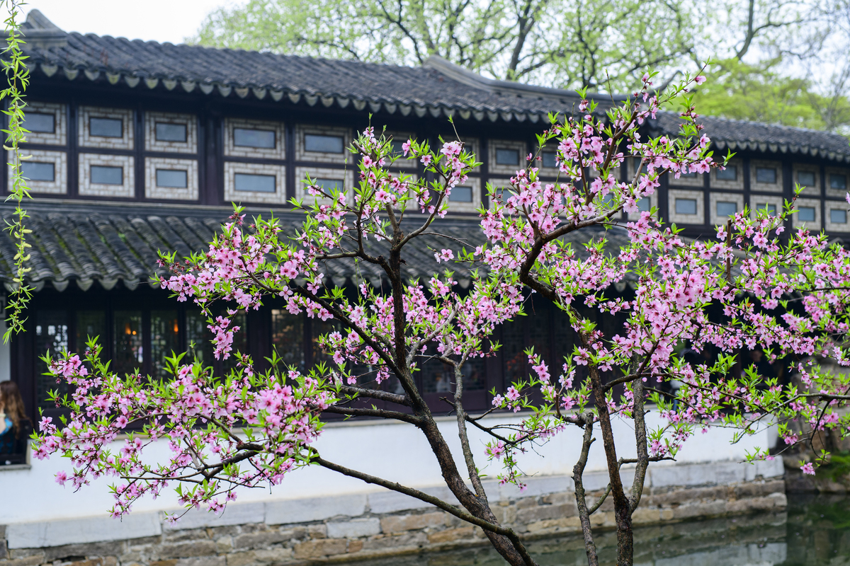 2026年3月30日,江苏苏州,游客在细雨中游览拙政园,与