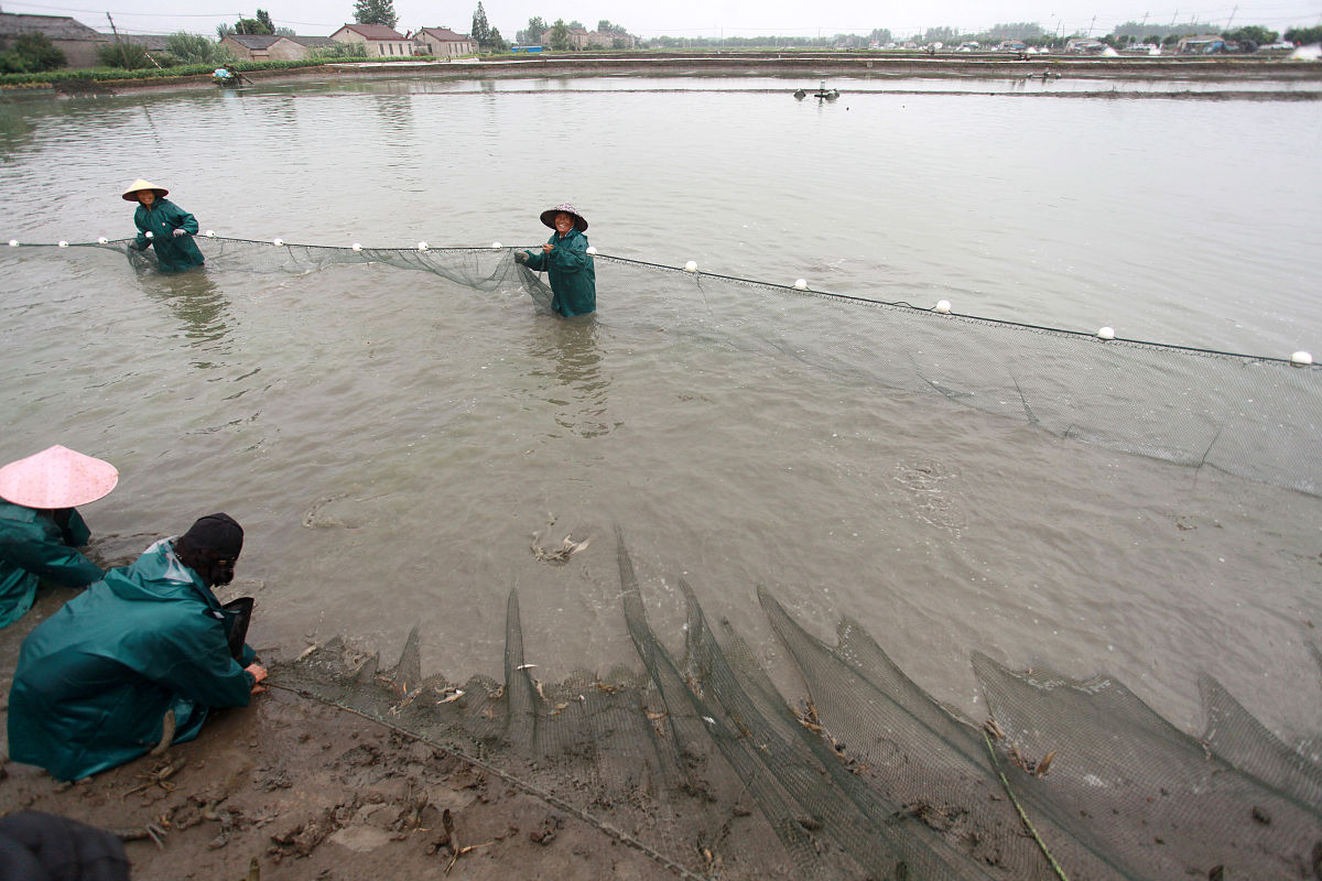 虾塘10亩需要多少斤漂白粉帮我用200字详细描述