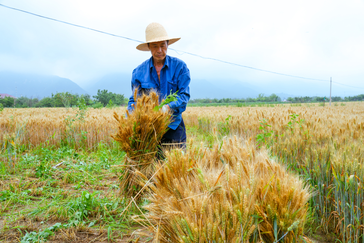 割谷子的过程简单一百字