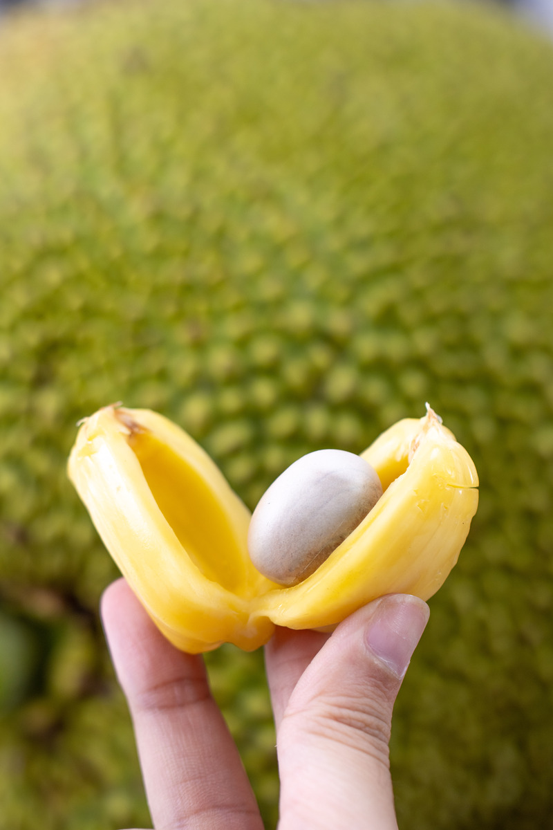 菠萝蜜果核竟然能吃！香甜粉糯，跟板栗一样好吃！