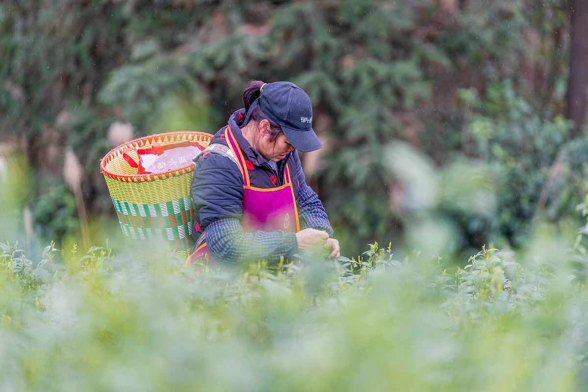重庆职业学校保险实务专业：未来发展前景广阔