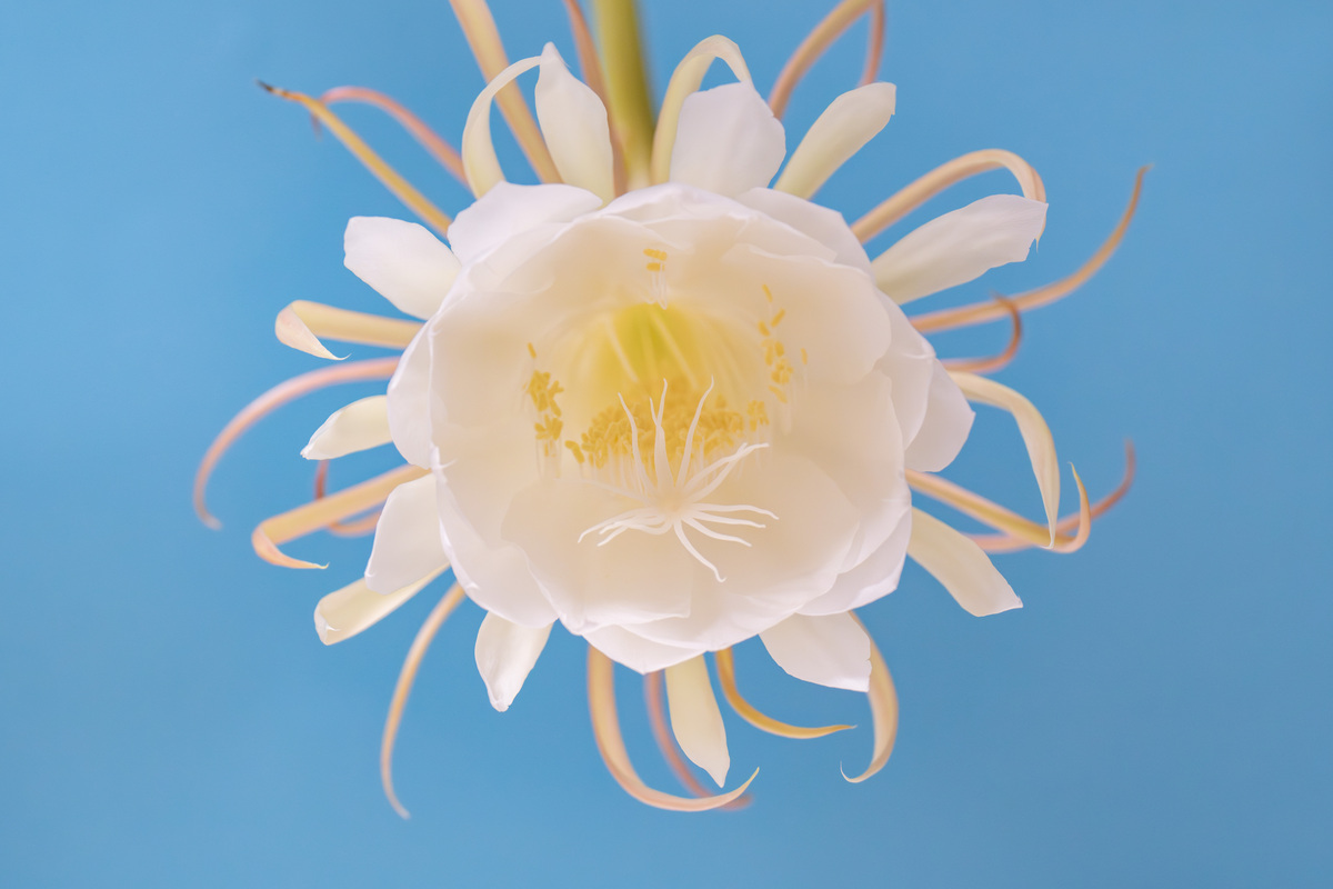 请600字博客文章主题是：昙花的养殖方法