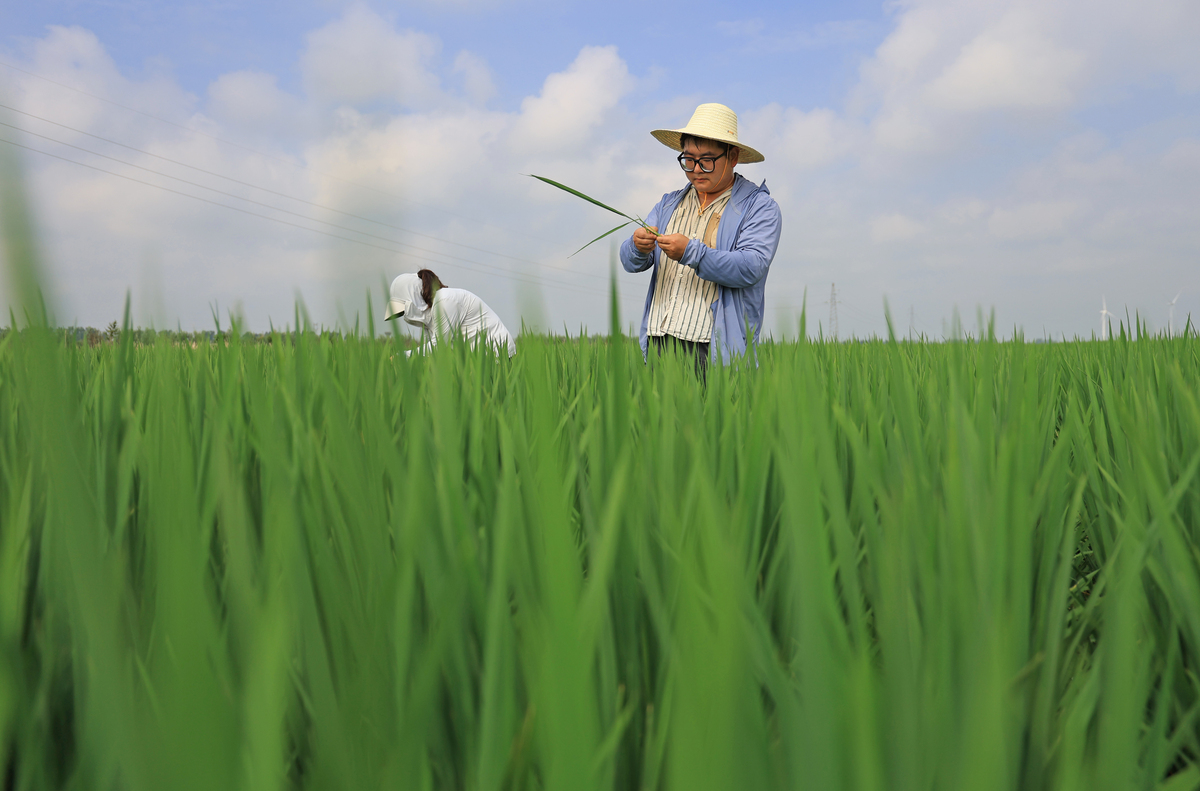 长安区小麦虫害防治技术研究