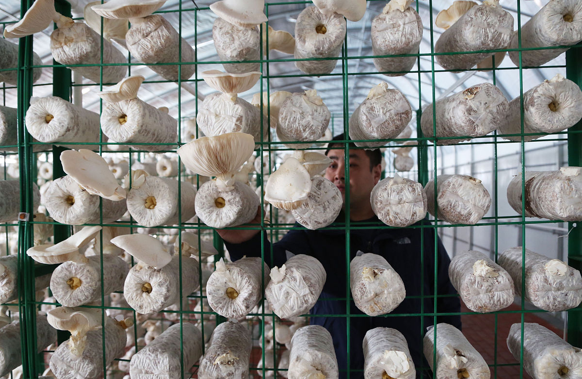 大学生真菌栽培试验：平菇种植心得体会