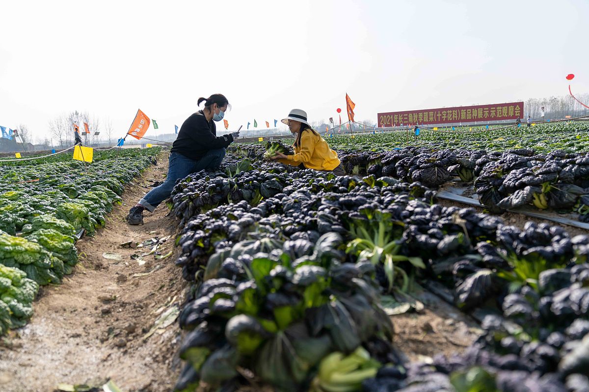 中国蔬菜种业发展现状 要求：1000字的论述、有对比、有数据