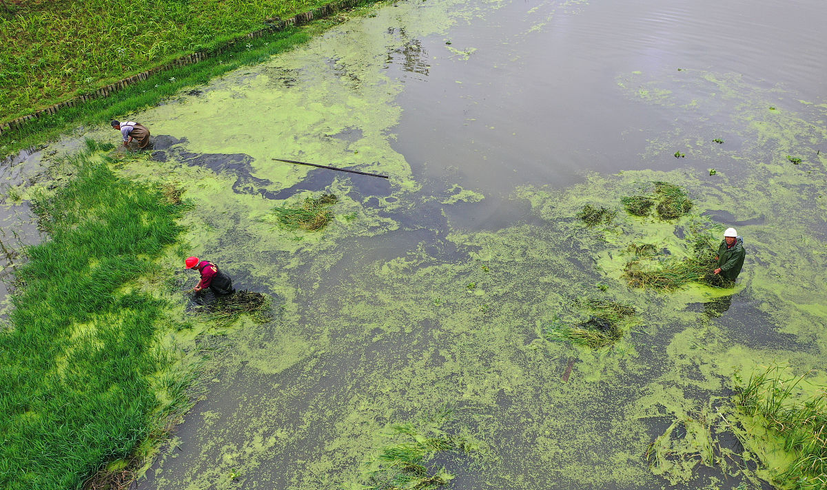 农业污染是因为农业生产活动所产生的污染主要包括化肥、农药、畜禽粪便等物质对水体的污染。这些物质会导致水体富营养化引起藻类大量繁殖从而影响水质和水生态环境。