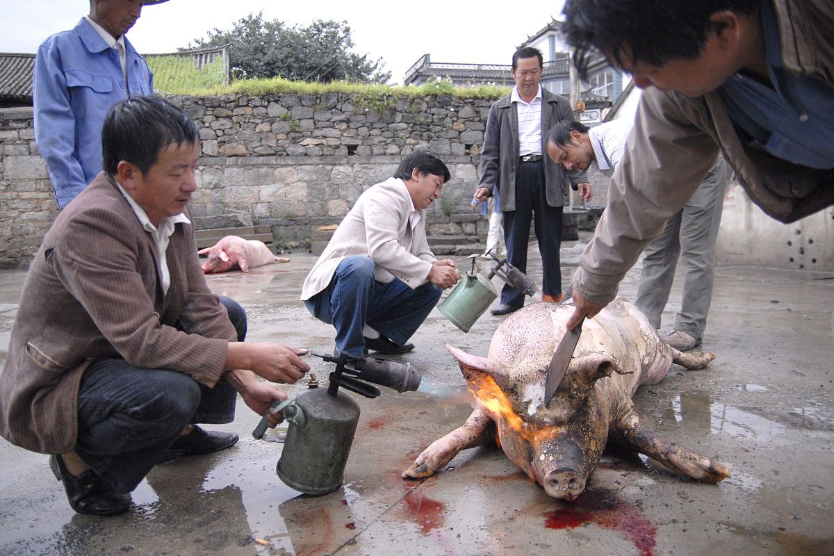 2009年8月1日,云南省大理市,白族人杀猪后直接用稻草烧掉猪身上的猪毛