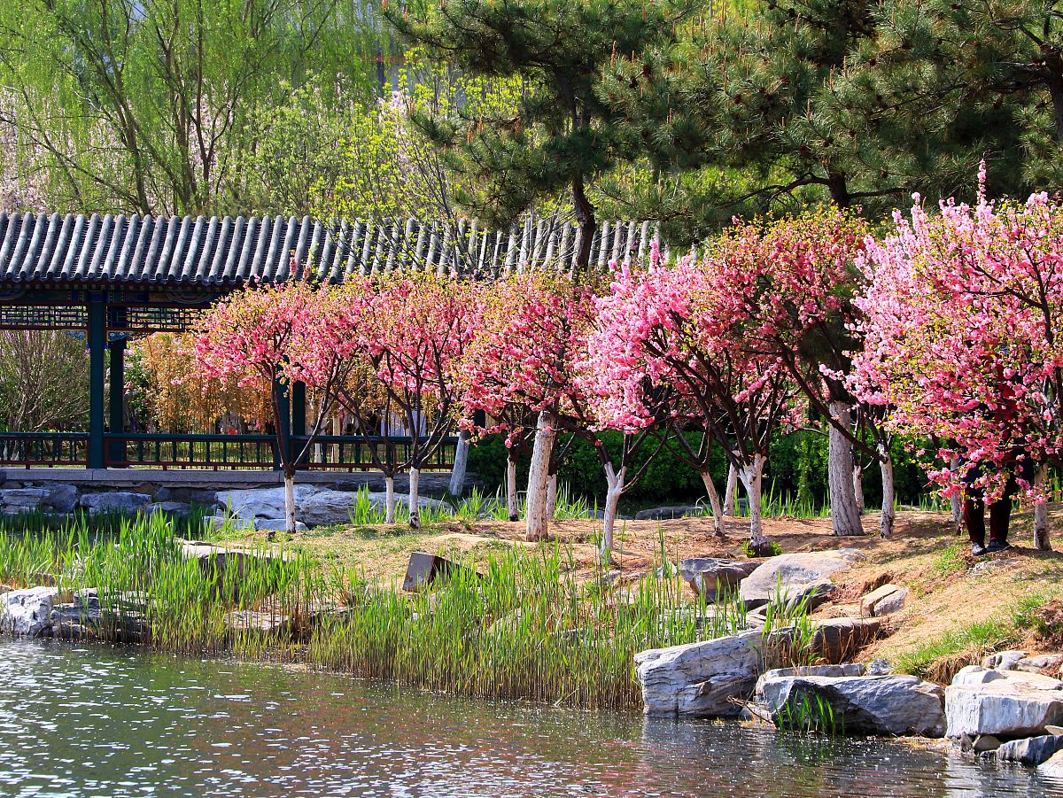 天津踏春好去处：赏花、观景、休闲娱乐，最佳景点推荐