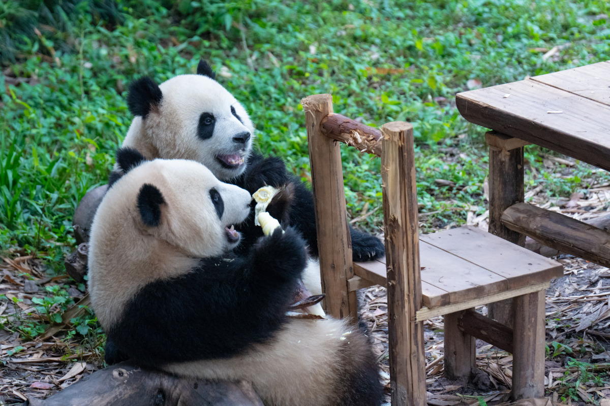 重慶動物公園推薦景點，重慶動物公園推薦景點有哪些