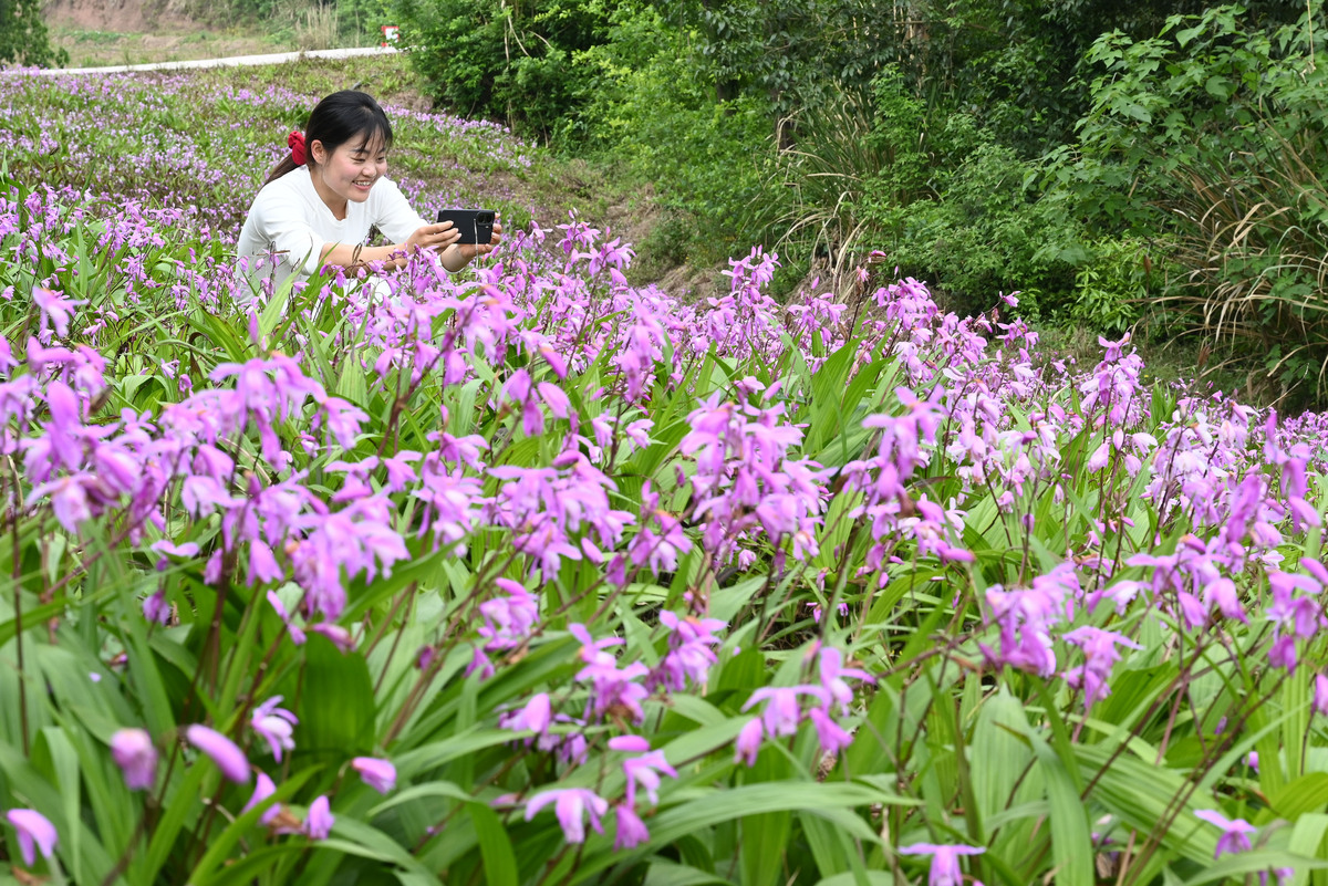 2026年4月10日,四川内江,东兴区永福镇鲤鱼塘村白芨内