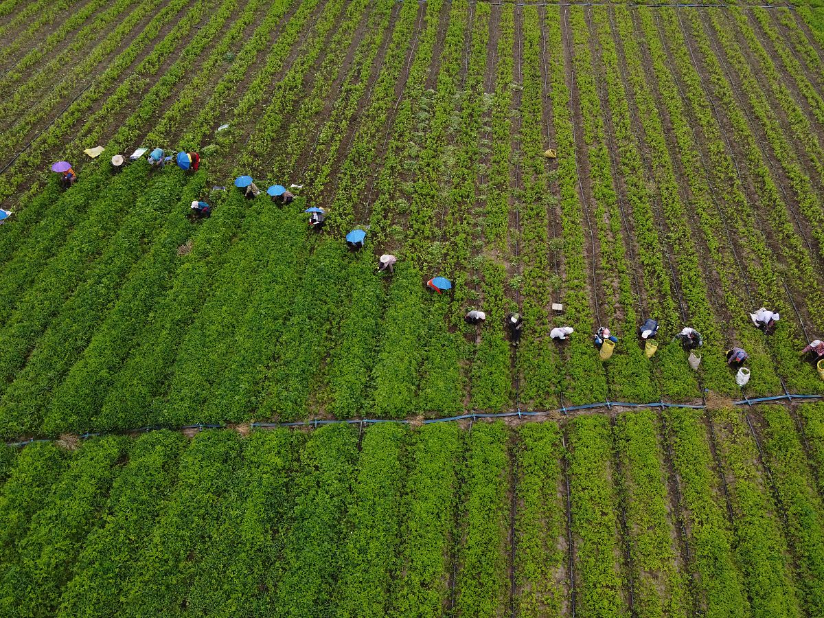 “绿色发展”背景下农民就业问题研究--以大理市为例
选题主要在写谁