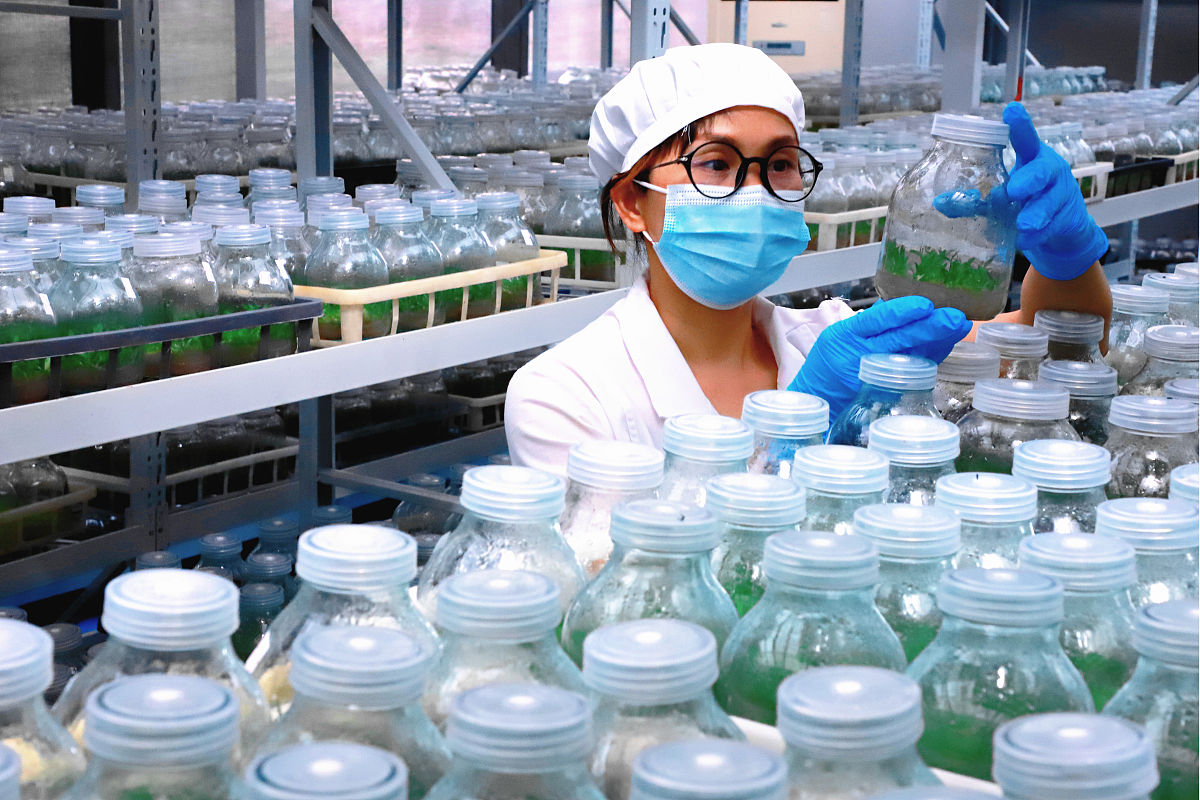 2021年11月26日,江苏南通,技术人员运用科学性育苗方式接种培育,提高