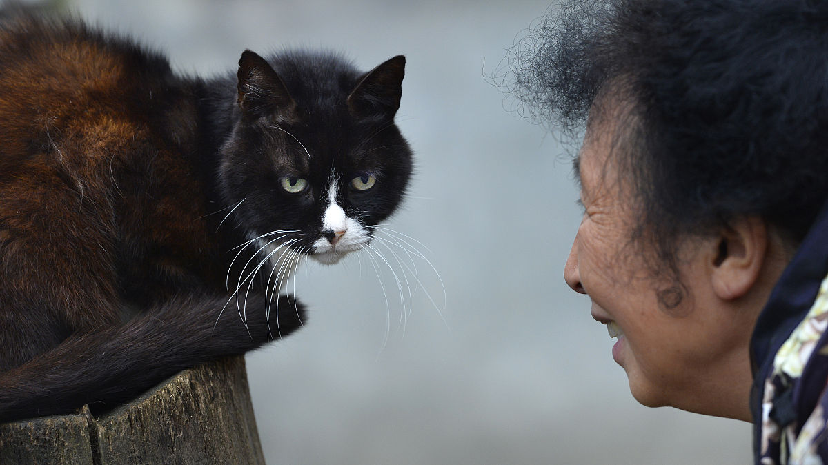 2015年11月13日,成都,大妈救助近5000只流浪猫狗,月花20万欲寻接班人.