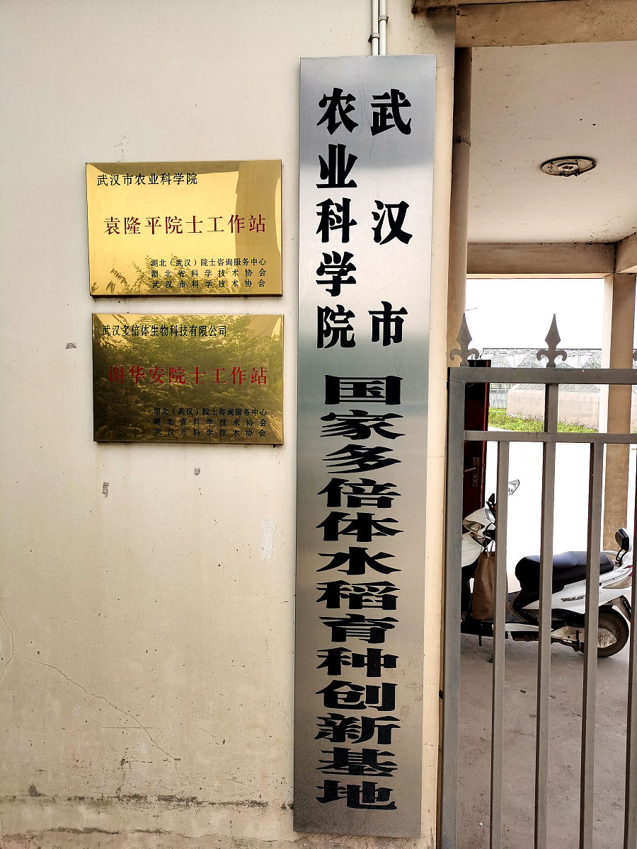 2021年5月29日,武汉市农业科学院国家多倍体水稻育种创新基地.