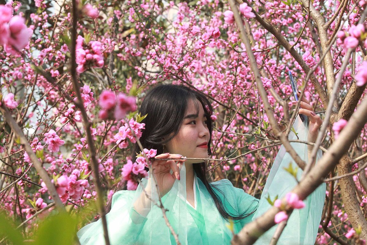 《桃夭》赏析：盛放的桃花，象征着青春与美好