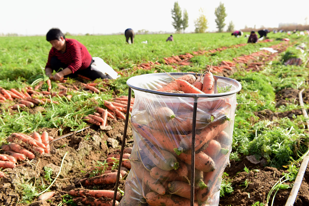 北方种植胡萝卜时间、方法及防寒技巧 - 详细指南