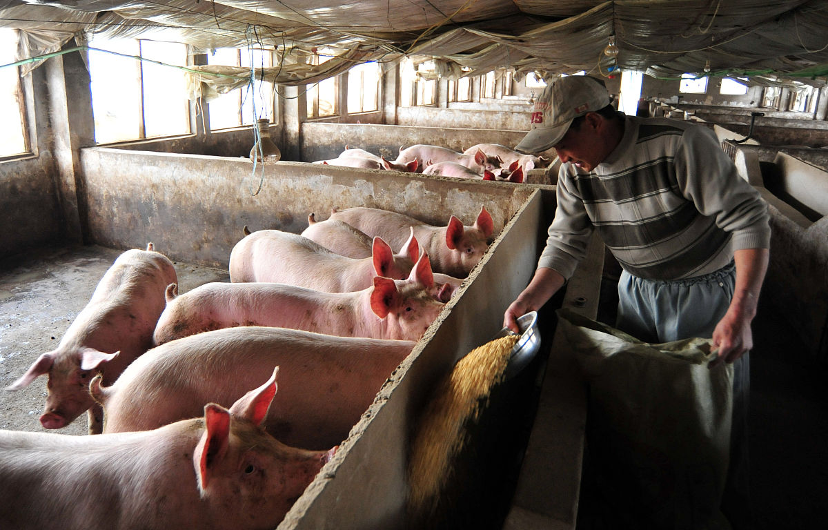 形成生猪产业统一标准的好处