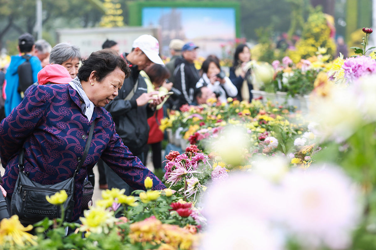 重阳节活动预告：传承敬老，共度美好佳节
