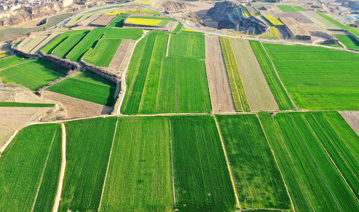 山西省油菜生产发展现状 山西省油菜生产发展现状