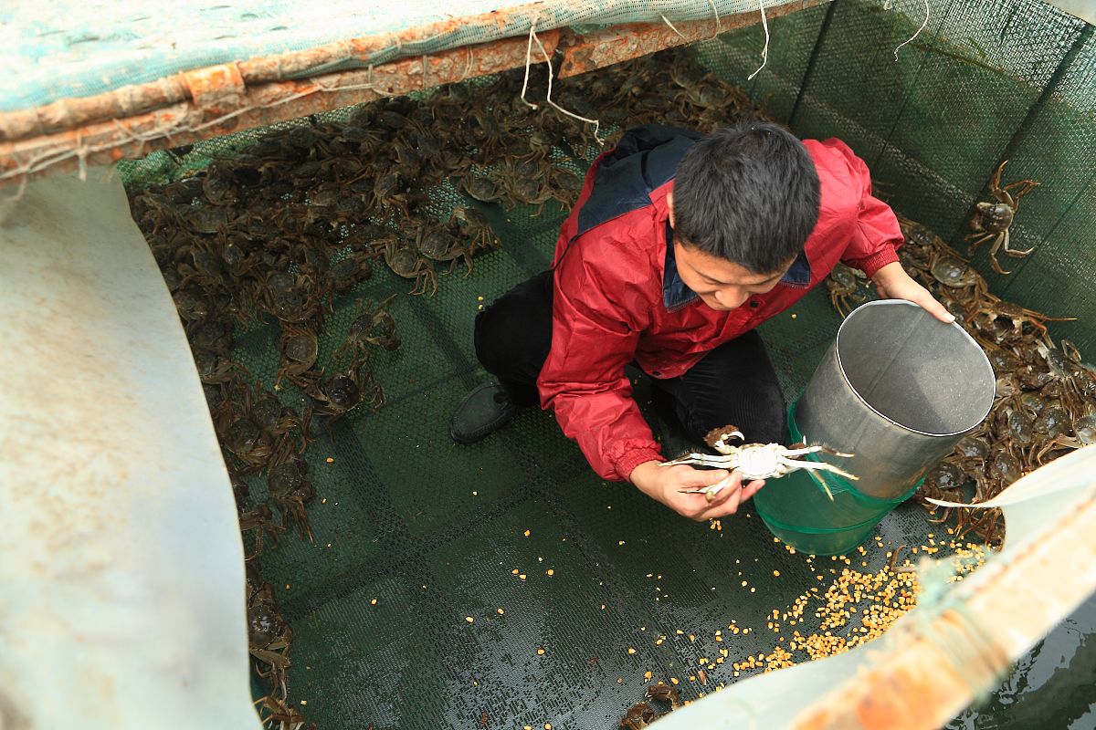 河蟹每年3月中旬开始挂笼将精心挑选、种质优良、交配完成的雌蟹全部装进网笼挂到水质适宜、饵料充沛的育苗池内准备产卵繁育