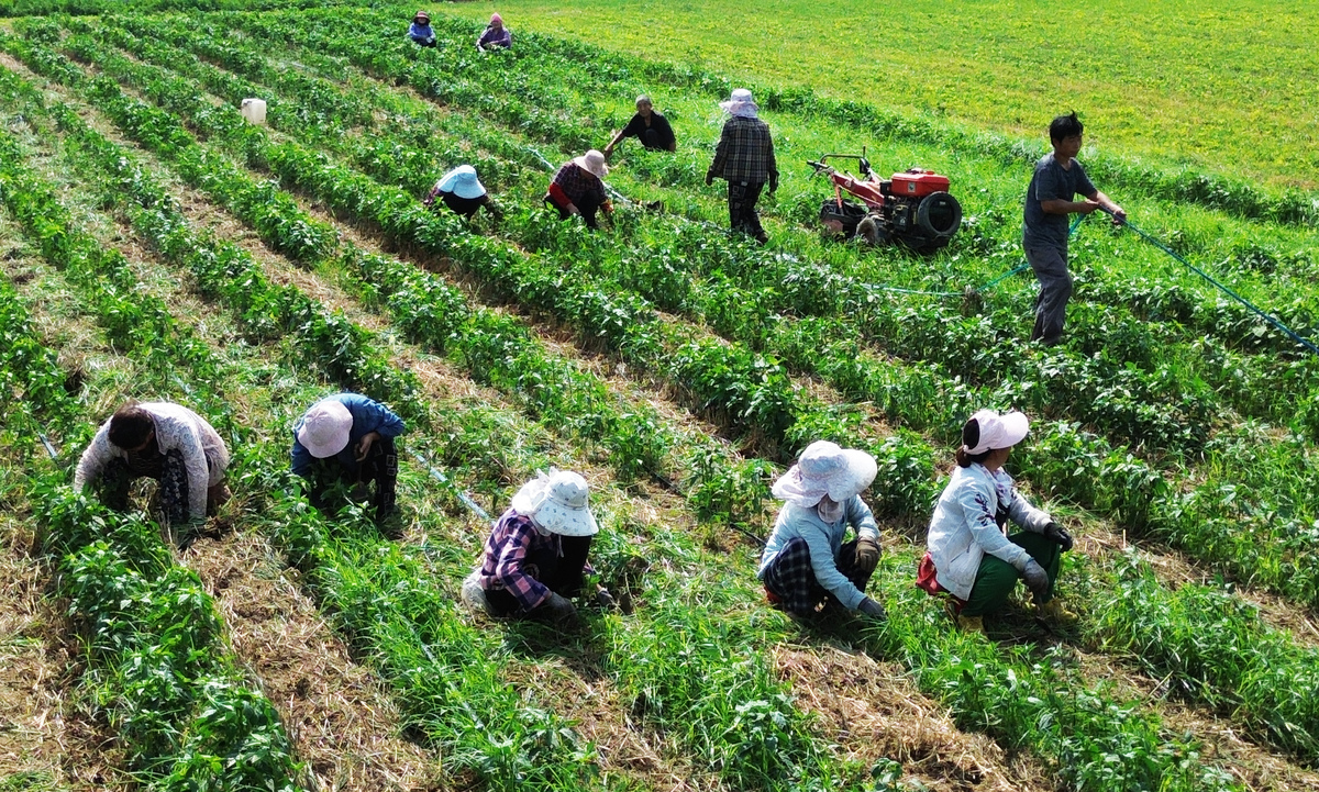 中草药种植专业就业前景分析：机遇与挑战