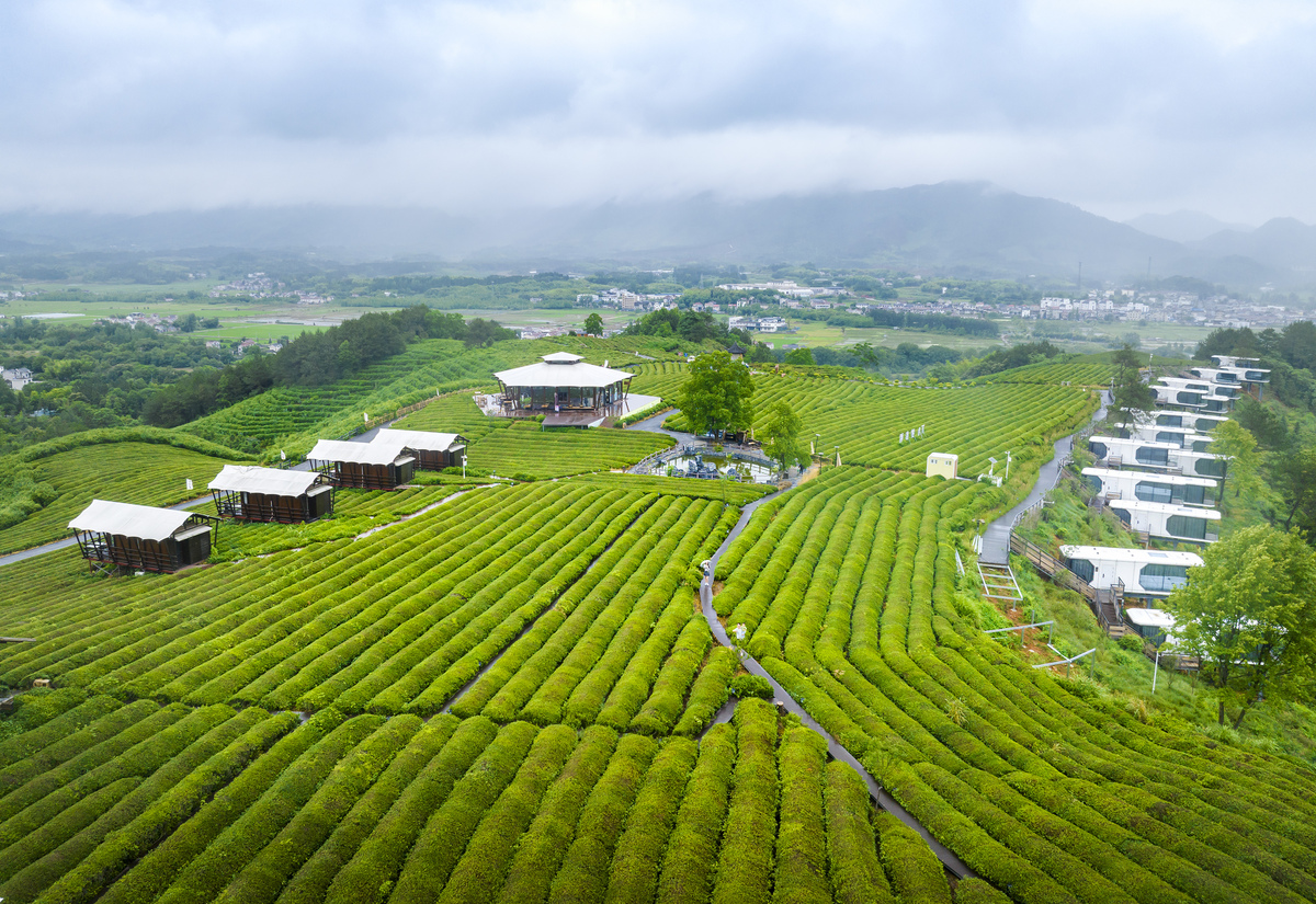 青城乡村振兴：特色养生茶饮项目可持续发展措施