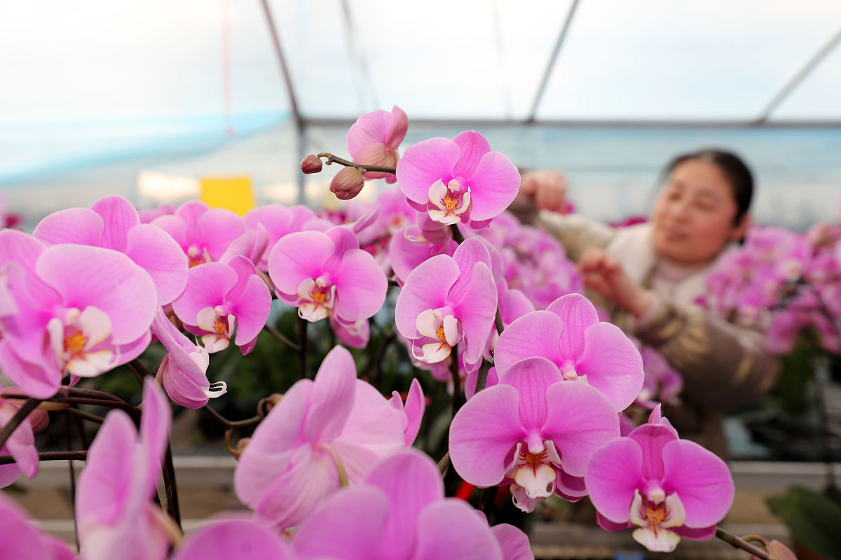 安徽科技学院翻译专业怎么样