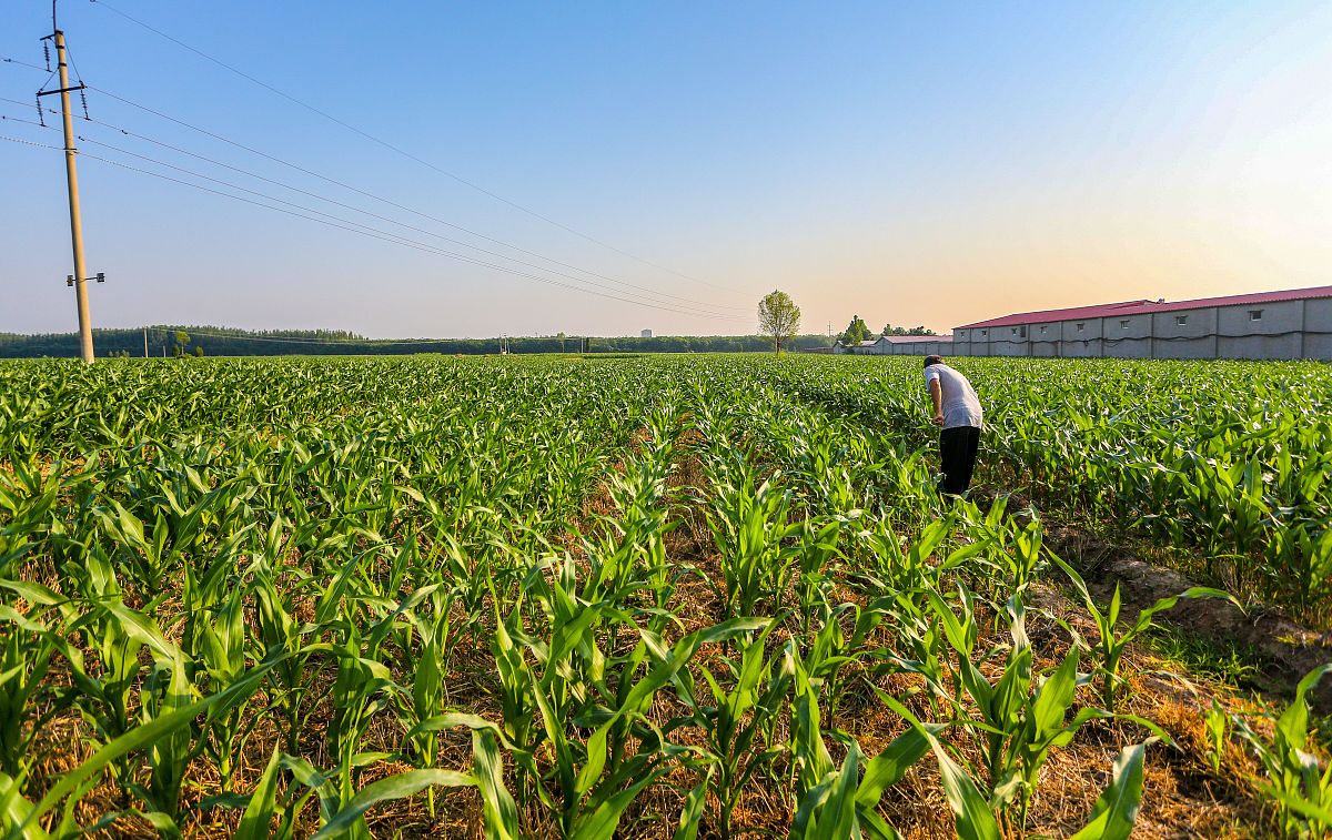 分析延安地区旱作玉米中施肥管理对旱地玉米生产的影响因素自行添加数据进行分析不少于500字。