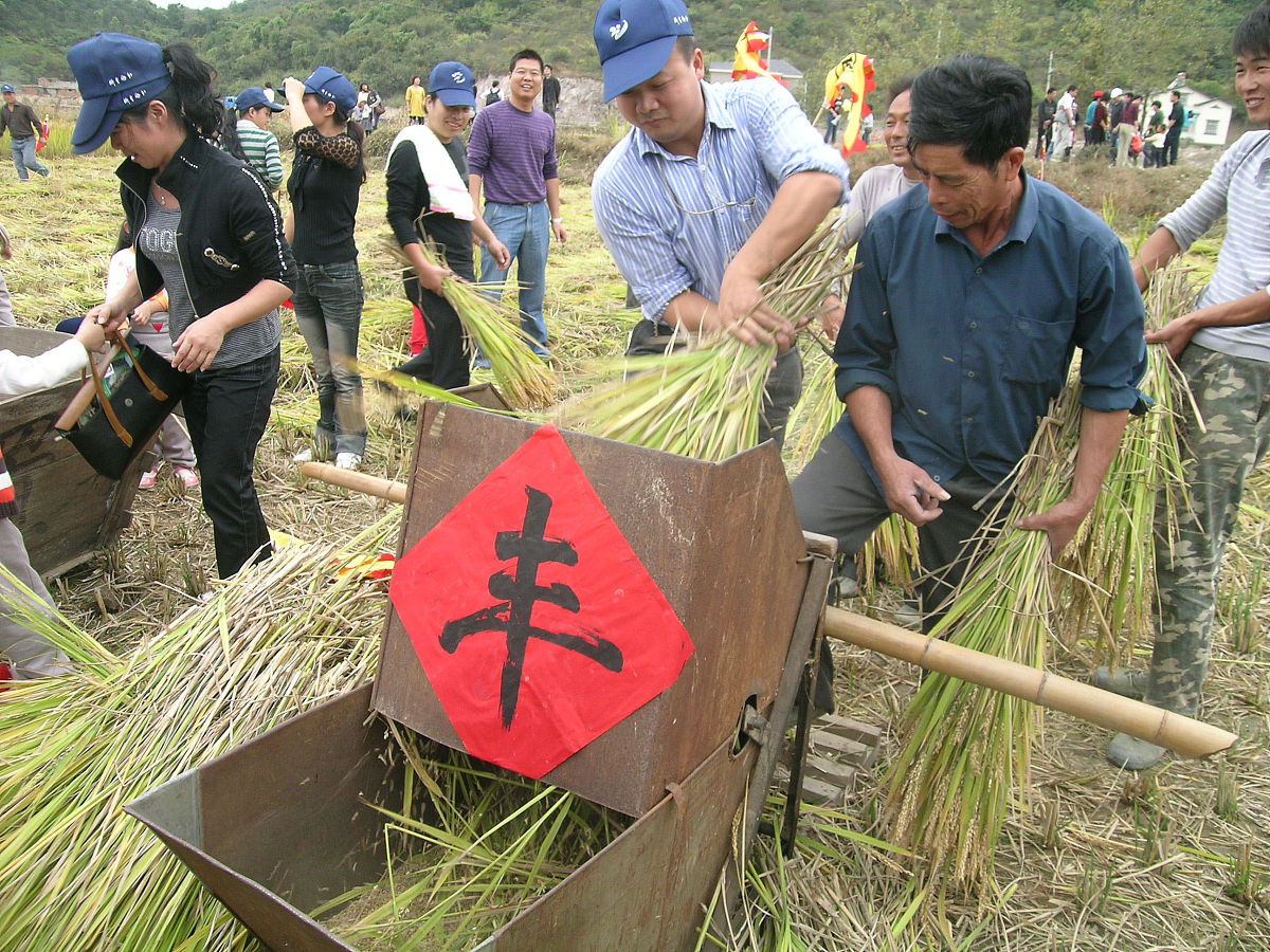 茅茨不剪：古老习俗背后的文化与环保