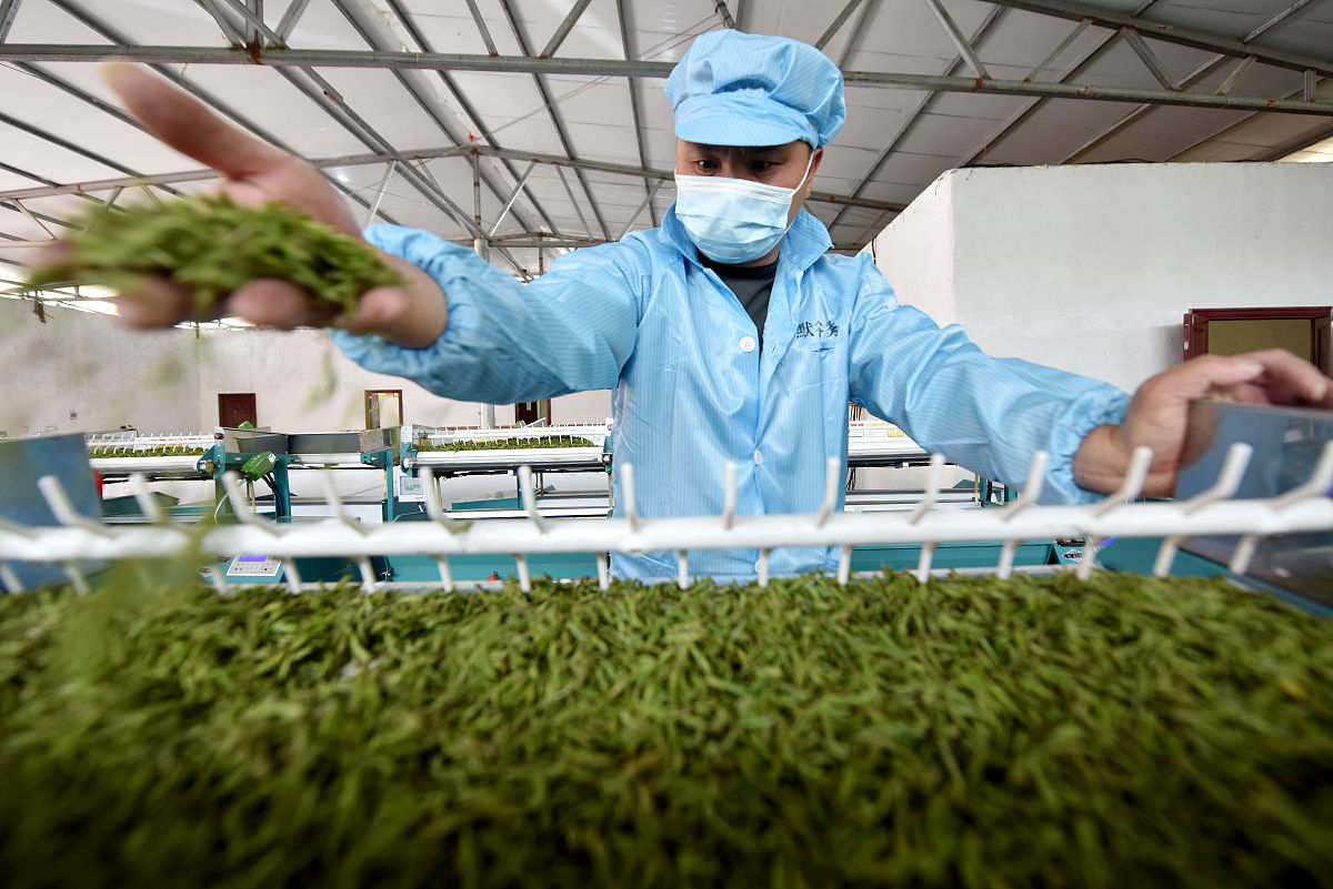 贵州职校茶叶生产与加专业就业前景好不好？好就业吗