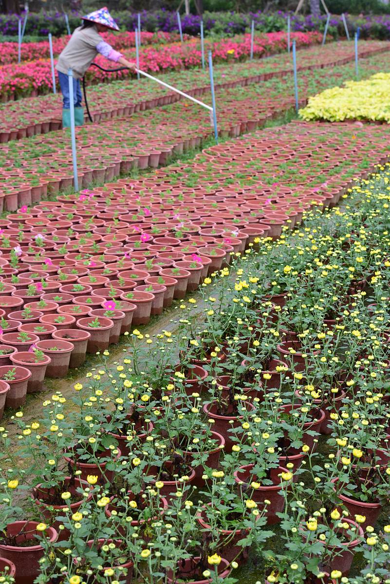 红花荷树适合在皖北种植吗