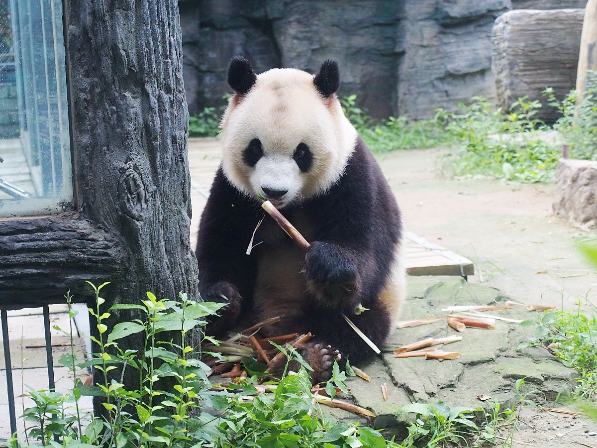 熊猫是吃肉吗？