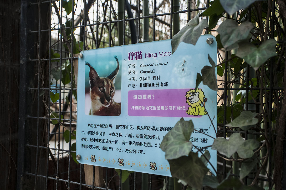 上海动物园位于上海市长宁区虹桥路2381号,紧邻上海虹桥国际机场.始建