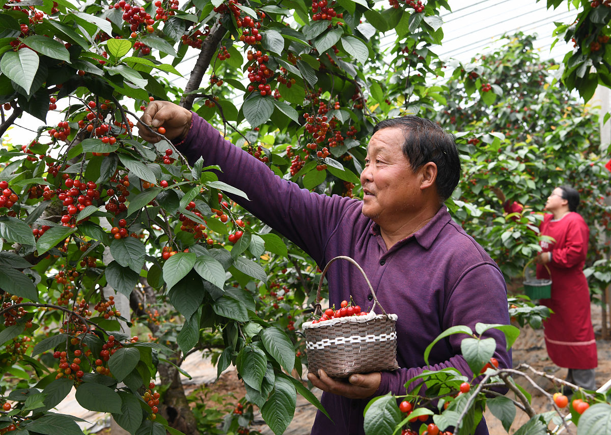 合阳方寨红樱桃产业调研报告：种植规模、市场前景及发展建议