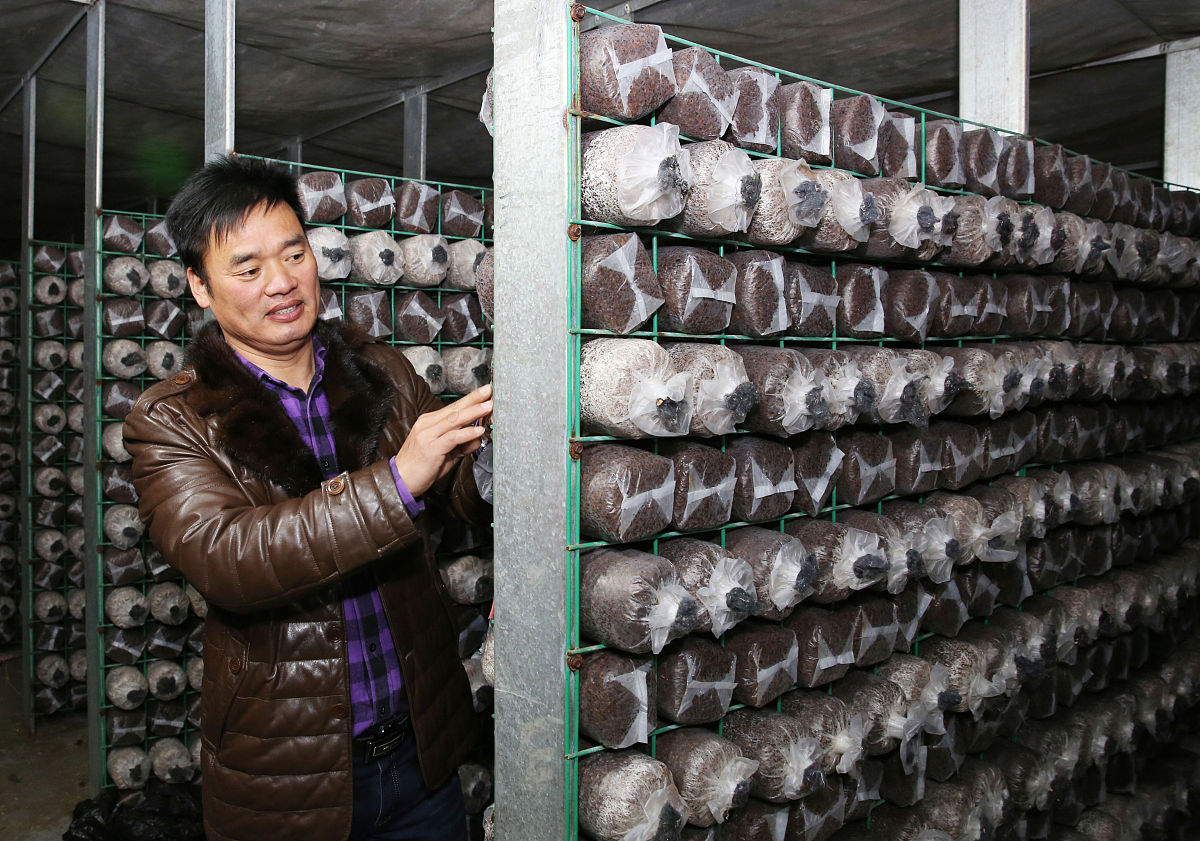 写一份牡丹江镜心湖菌业有限公司和江苏华绿生物科技股份有限公司关于食用菌相关合作内容