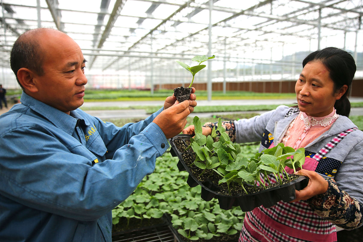 2023年乡镇干部乡村振兴调研报告6000字