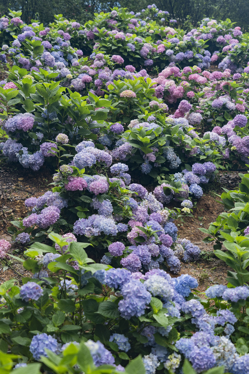 公园里的绣球花开了请写一篇新媒体公众号推文向大家介绍绣球花盛开的美景邀请大家去打卡观赏