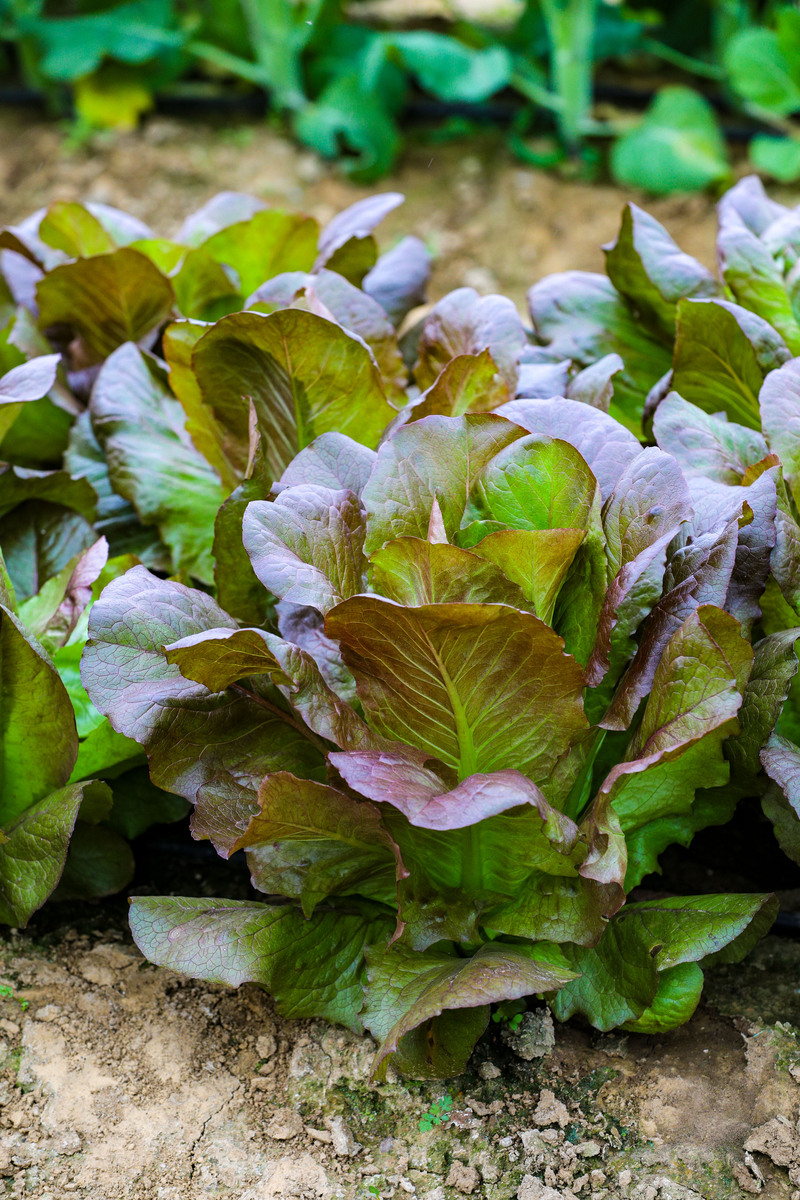 红背菜禁忌：甲状腺疾病、肠胃不适、孕妇哺乳期慎食