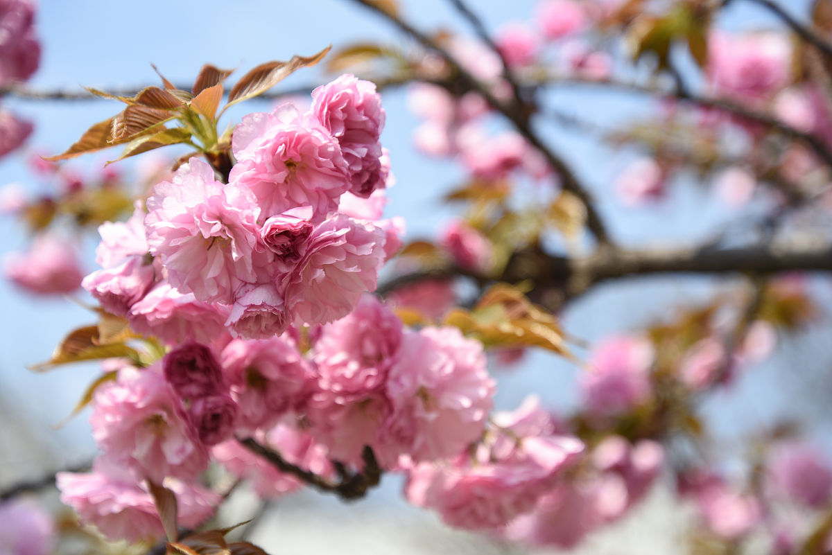 描写玉渊潭的樱花