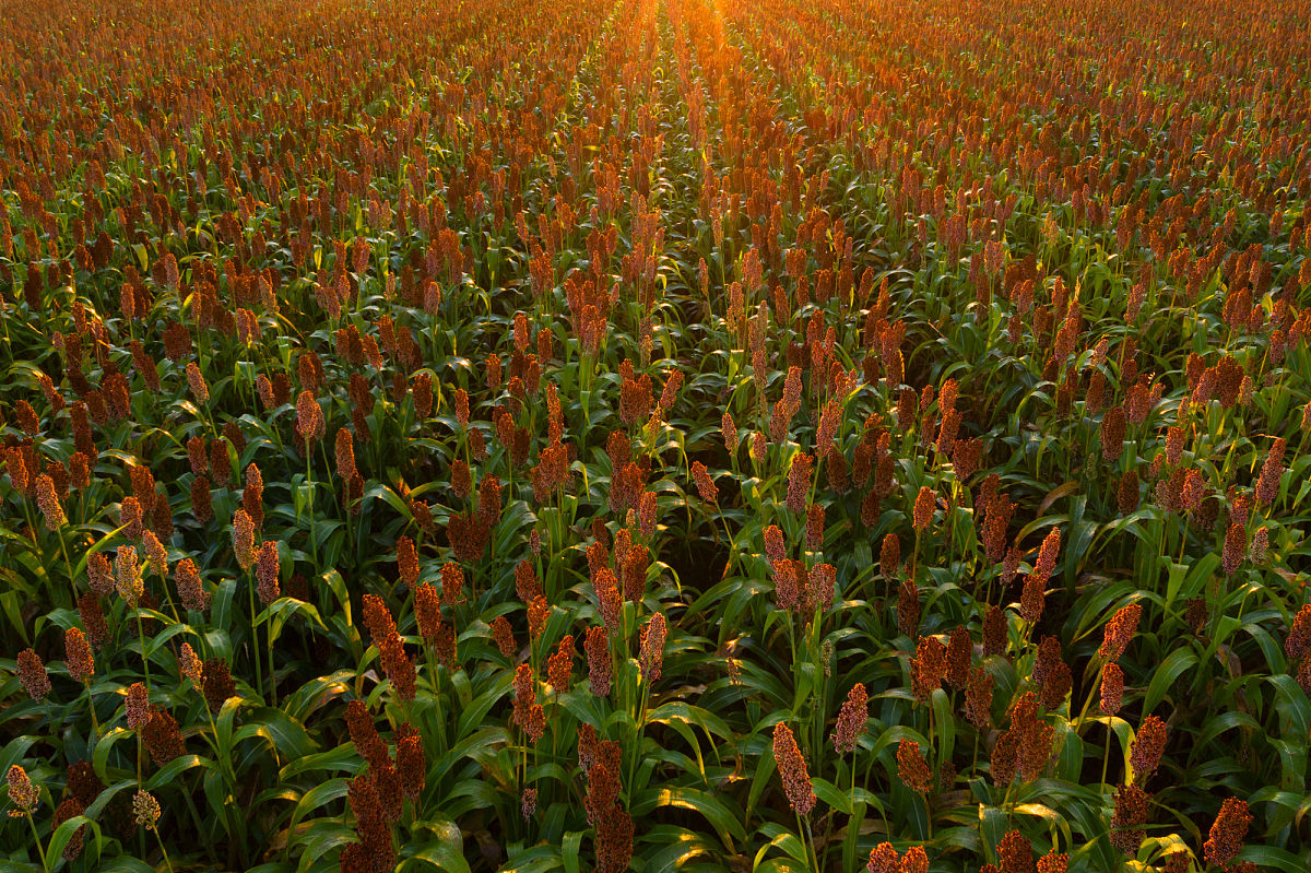 高粱系乜嘢颜色的最常见的是什么颜色