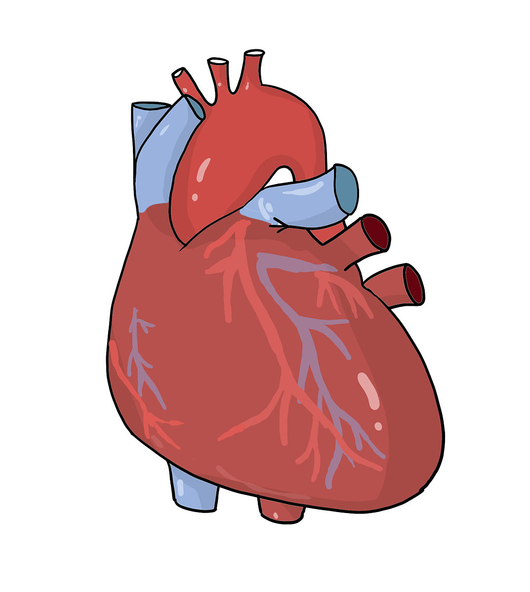 人只有一颗心脏能活吗？没有心脏能生存多久？