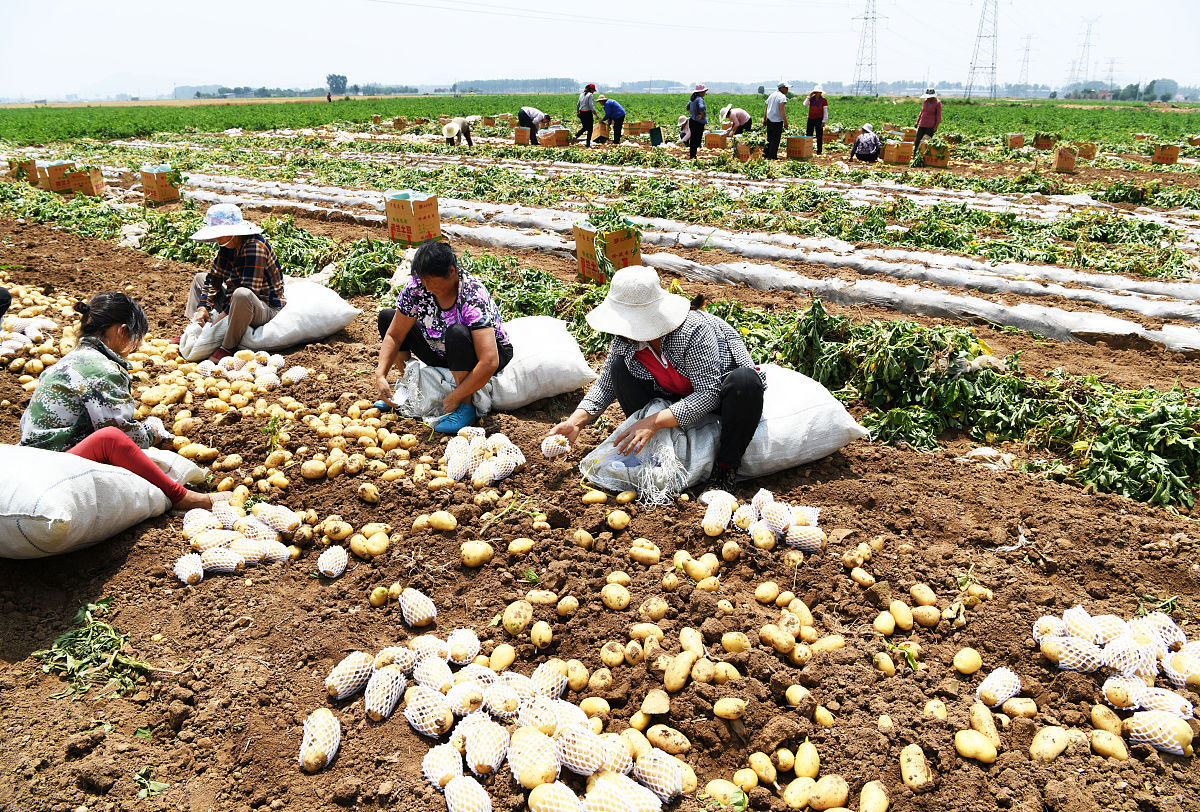 土豆减产脱毒：有效措施和方法