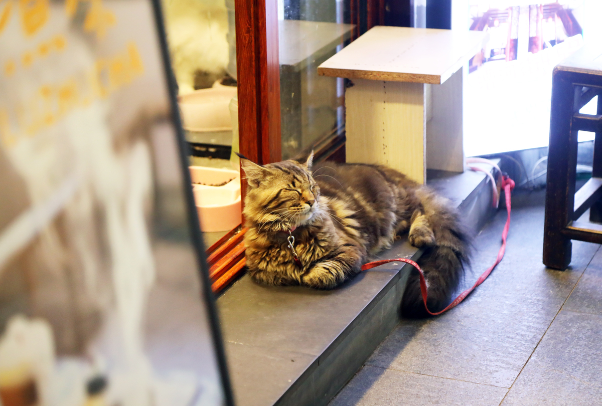 扮演一名宠物达人写一篇为什么猫咪总喜欢凌晨在宠主身边狂欢要如何纠正这种行为 的文章需要和读者互动文字不少于800字并重新起个新标题